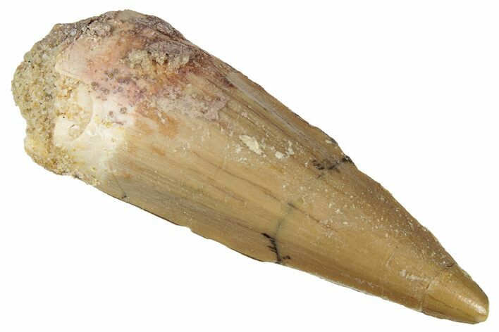 Fossil Spinosaurus Tooth - Real Dinosaur Tooth #298356